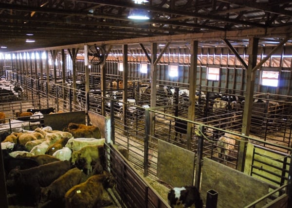 Livestock Auction Hoards Station Livestock Auction Ontario